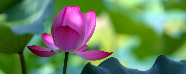 处暑的含义(处暑的含义和故事)