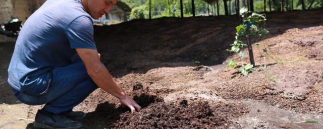 蚯蚓养殖方法(泡沫箱养蚯蚓养殖方法)