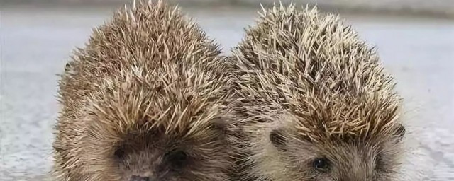 刺猬寓意好吗(刺猬是什么的象征)