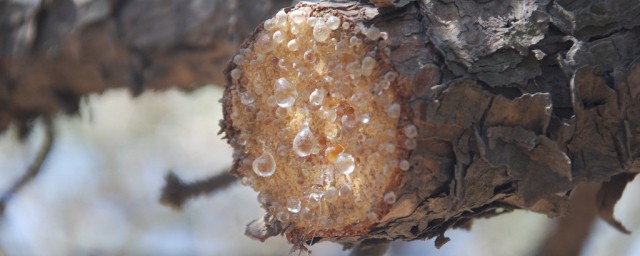 松脂的解释(什么叫松脂)