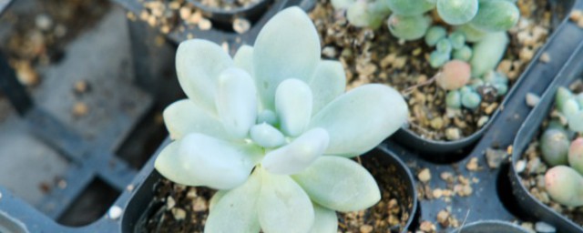 多肉花如何养殖(怎么养花多肉)