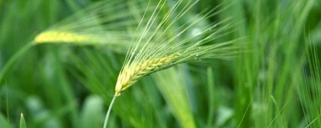 青稞的功效及认识(青稞的种类及功效)