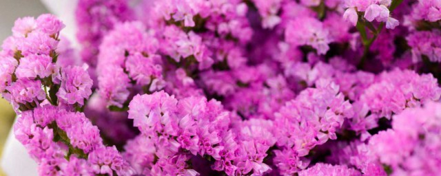 养勿忘我方法(勿忘我怎么养 放水养)