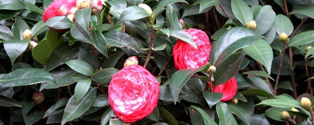 茶花养法(茶花的养殖方法 盆栽 家庭)