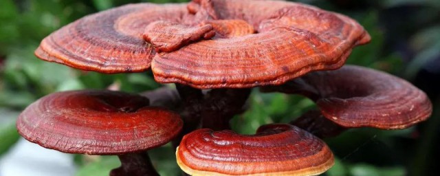 灵芝有什么副作用(灵芝有什么副作用和功效)