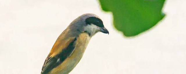 劳燕分飞简单介绍(劳燕分飞怎么讲)