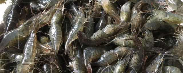 青虾养殖方法(青虾养殖技术要点)