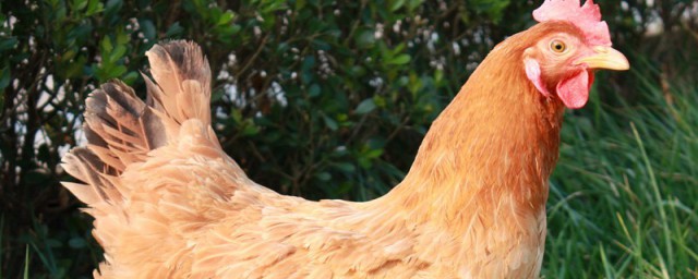 鸡脸肿是什么原因(鸡为什么肿头肿脸)