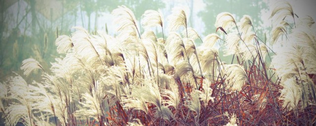 芦苇对爱情的含义(芦苇表达什么感情)