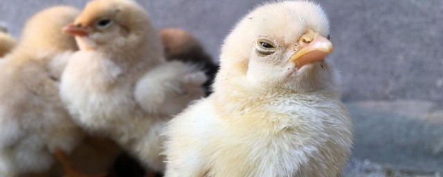 萌的意思(蒙蒙的意思)