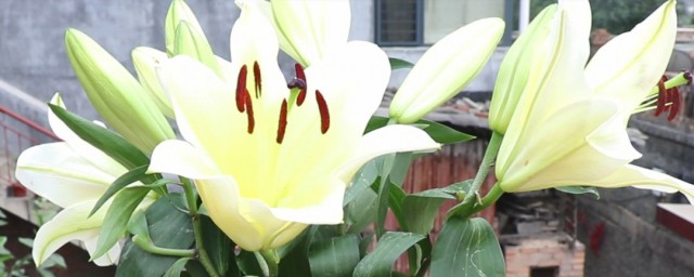 百合花养殖方法(百合花的养殖方法和注意事项)
