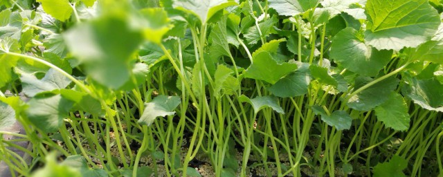 关于香瓜的栽培管理技术(如何种植香瓜?香瓜的种植与管理)