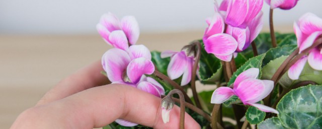 仙客来怎么养(仙客来怎么养才能开花不断)