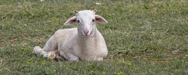 关于领头羊是指什么样的人物(领头羊是指哪一些人)