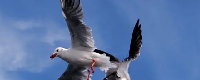 大难临头各自飞(大难临头各自飞下一句怎么接)