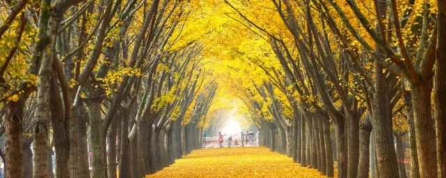 中国银杏之乡指什么(中国银杏之乡是哪个城市)