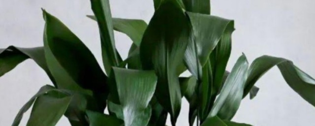 大型绿萝的养护方法(绿萝养护小知识)