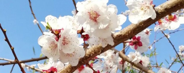 桃李之年简单介绍(桃李之年多少岁)