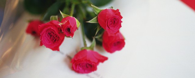 西方什么花的花语是真美(西方花语大全)