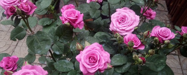 养好玫瑰花方法(玫瑰花养护方法)