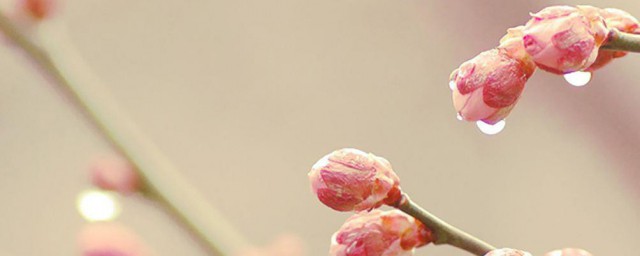 春打五九尾是什么意思(春打五九尾怎么说)