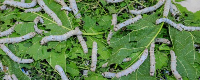 蚕背上的括号什么时候有(蚕背后两个括弧号是什么)