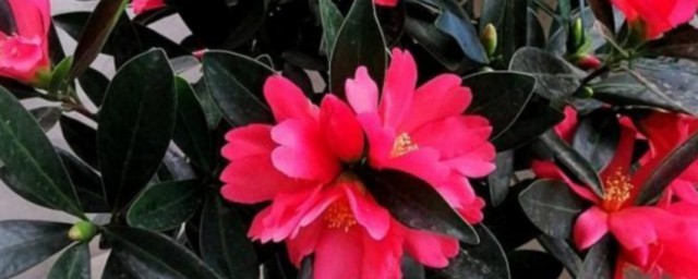 四季茶花树怎么养(四季山茶花怎么养,如何种植)