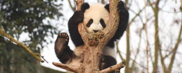 大熊猫的寿命(大熊猫的寿命是多少岁)