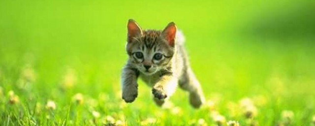 猫作者采用了哪些写法(作者为什么要写《猫》)