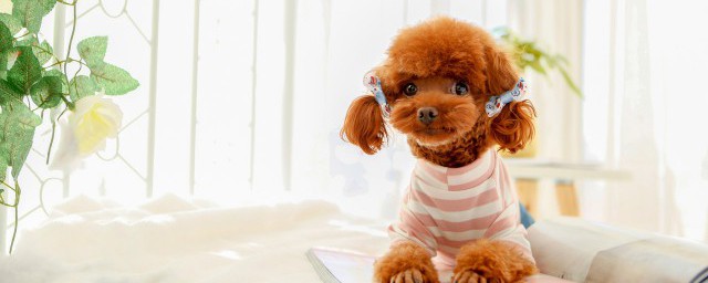 怎么养小泰迪(养小泰迪狗怎么养)