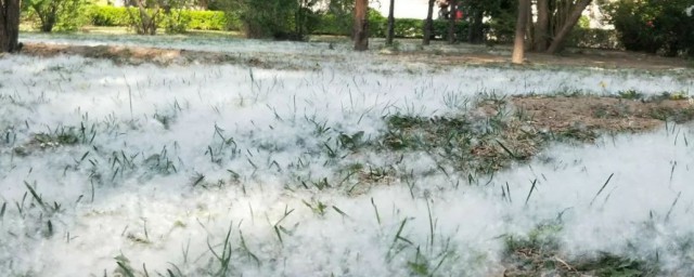 柳絮飘完的时间(柳絮飘多长时间)