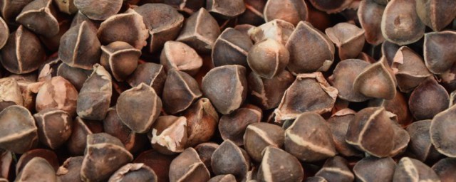 辣木籽介绍(辣木籽辣木籽)