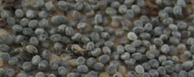 蚕卵孵化的方法(蚕卵孵化怎么孵化)