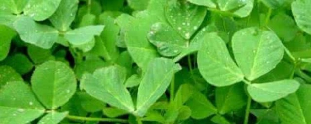 苜蓿菜和草头一样吗(苜蓿草和苜蓿菜一样吗)