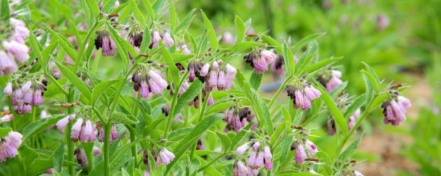 神仙草简单介绍(神仙草有哪几种)