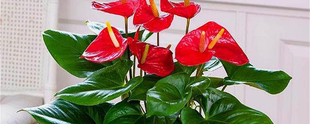 红掌养长得快的方法(养好红掌的窍门)