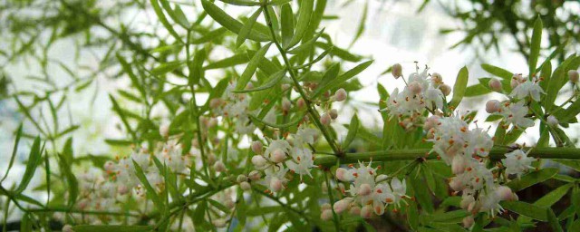 关于天冬的功效和禁忌介绍(天冬的功效与作用及禁忌功效与作用的功效)