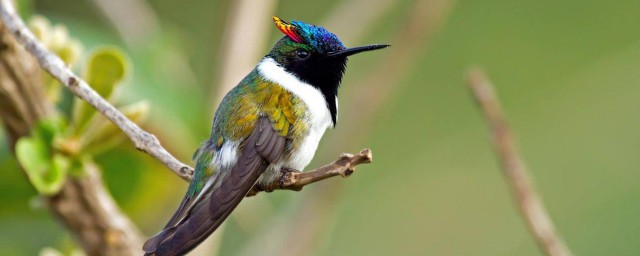 蜂鸟科介绍(蜂鸟的百科)