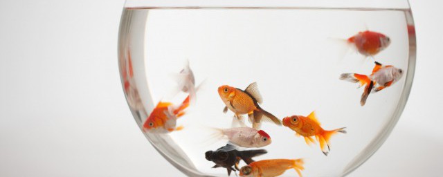 为什么鱼拉白色的屎(鱼拉白色便便怎么回事)