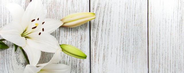 百合花开花后怎么养(百合花开花后怎么养?第二年还会发芽开花)