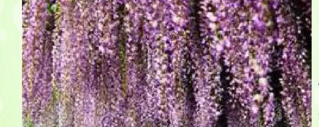 紫藤萝瀑布有什么写作手法(紫藤萝瀑布写作方法赏析)