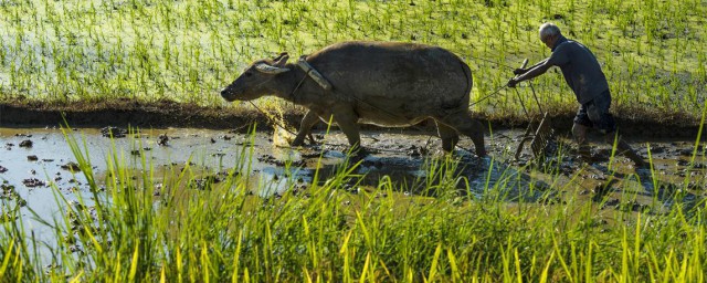 农夫耕田告诉人们什么道理(农夫告诉我们什么道理)