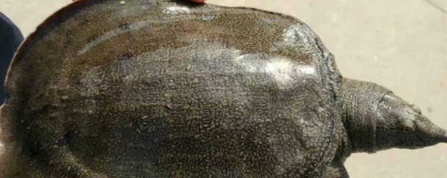 广东说水鱼指的是什么(广东话水鱼来了是什么意思)