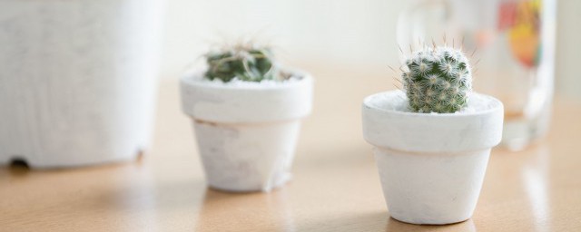 仙人球冬天注意事项(仙人球冬天的养殖方法和注意事项)