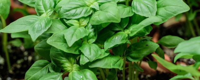 养玉树的方法(盆栽玉树的养殖方法)