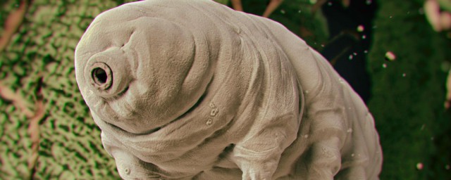 水熊虫能活多长时间(水熊虫最长能活多久)