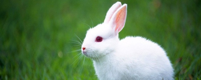 分兔子公母方法(如何分兔子的公母)