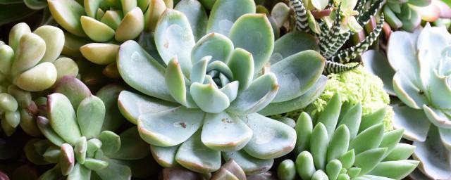 多肉缀化是怎么形成的怎么养护(多肉缀化方法)