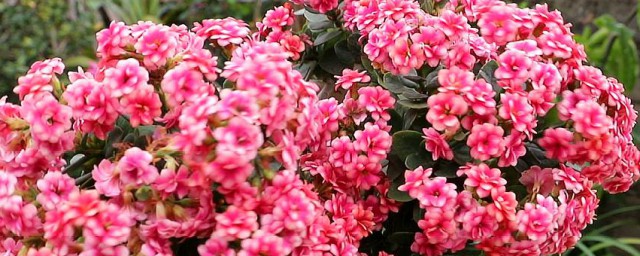 长寿花有哪些养殖方法和注意事项(长寿花的养殖方法和注意事项)