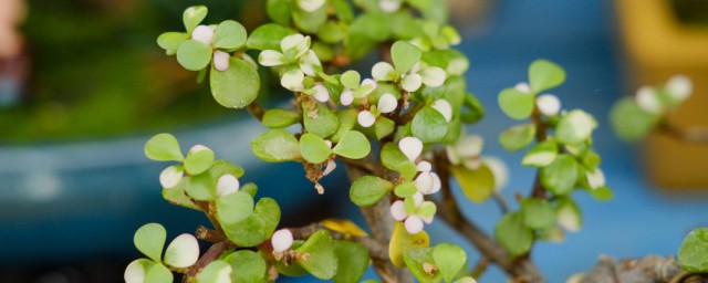 金枝玉叶养殖方法介绍(金枝玉叶怎么养殖方法图解)